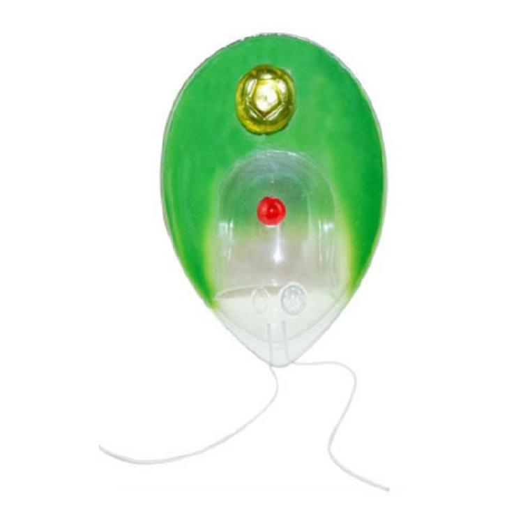 

Plant Anatomical Model Chlamydomonas Model Lab Supplies Biology Teaching Tool for Research 1