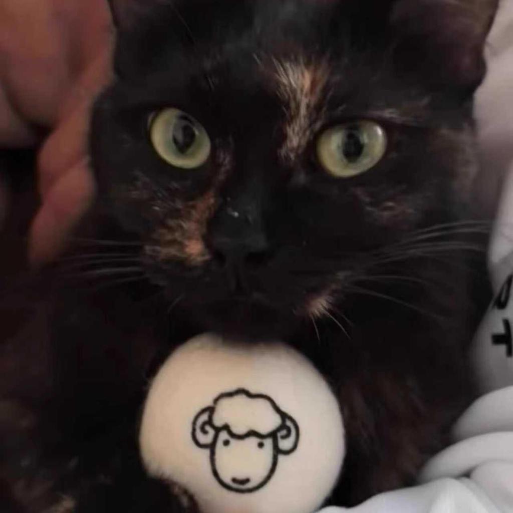 Silent Plush Wool Cat Ball - Interactive, Bite-Resistant Self-Amusement Toy for Cats