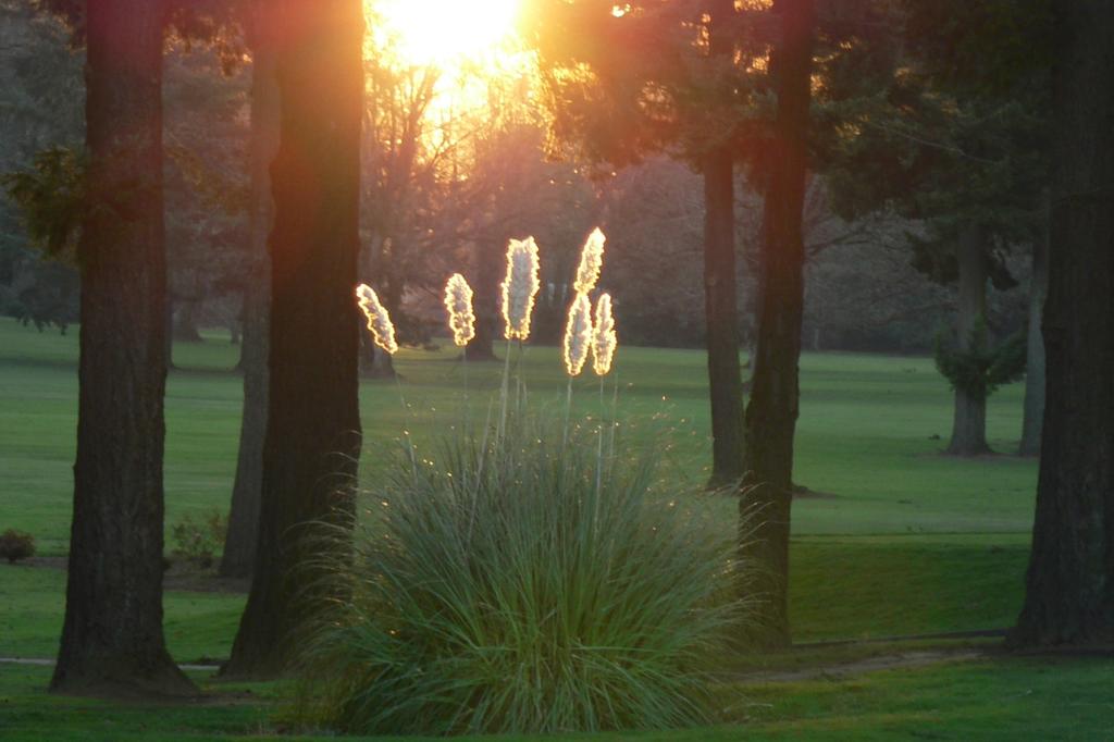SAFLAX Erba della Pampa Americana - 200 semi - Cortaderia selloana