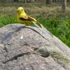 Perched Woodland Birds Artificial Feathered Bird Crafts Colorful