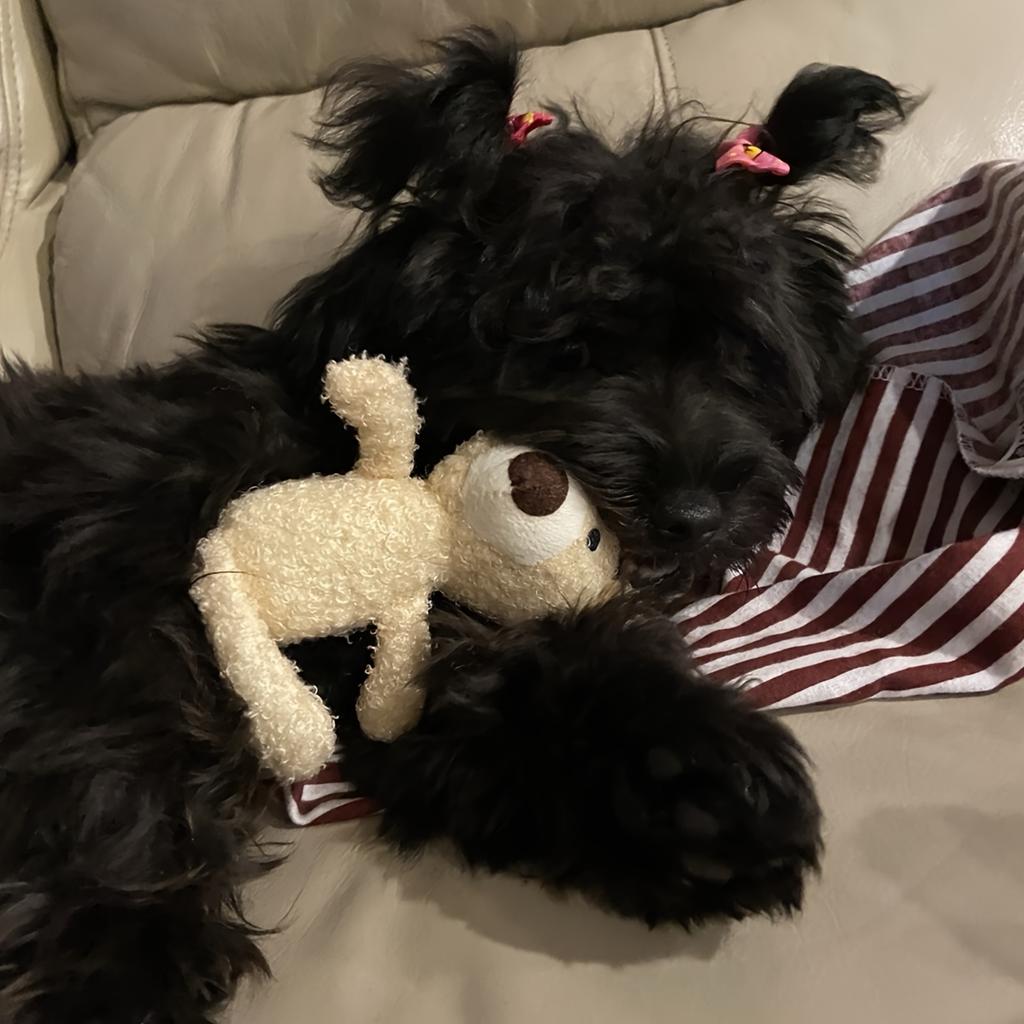 1/2pcs Calming Mini Bear Stuffed Toy For Dogs And Cats