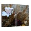 Szklana Płyta Ochronna Na Kuchenkę 2x30x52 Orchidea