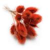 Dried Thistle - (Teasel) - Orange