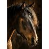 Handsome Horse Wild Animal Poster Horses Portrait Photography Canvas Painting Modern Wall Art  for Living Room Home Decor Mural