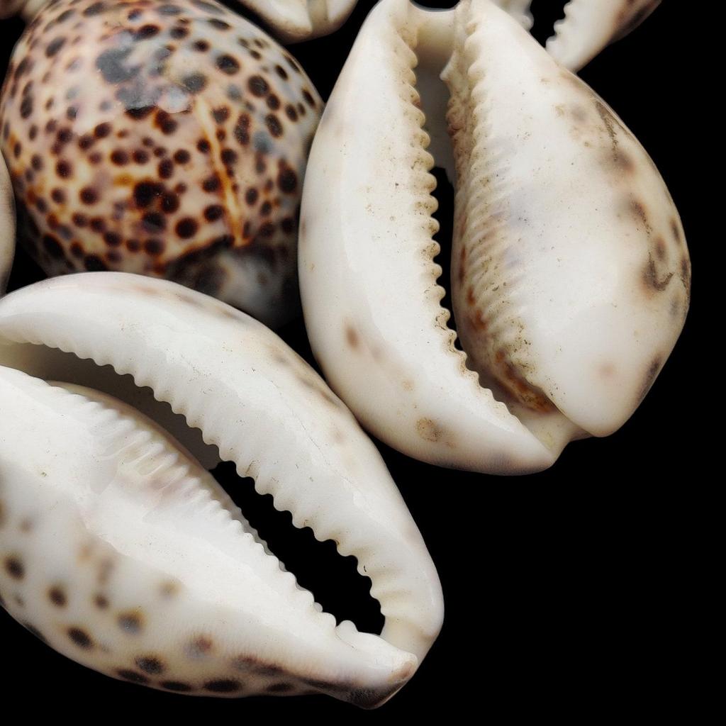 1 Pc Cowrie Shells, Big Spotted Leopard Cowrie Seashell, Nautical Décor, Polished Display Collectible Seashells