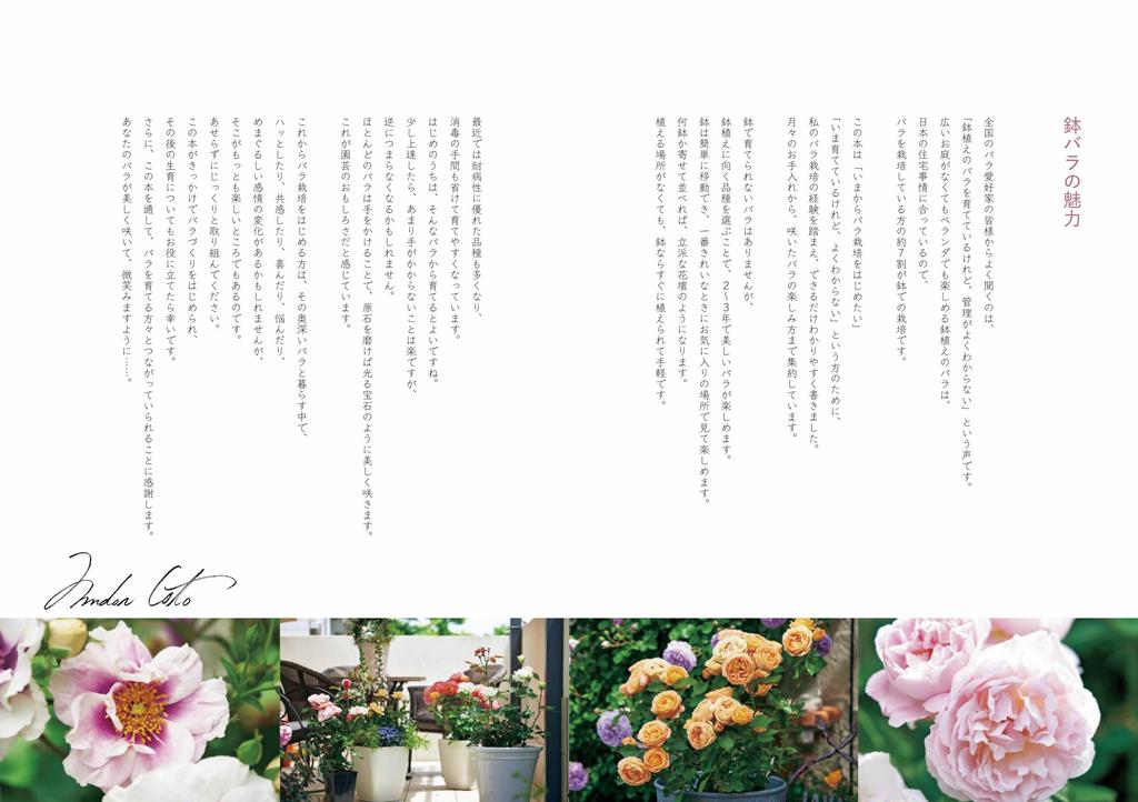 Enjoying Potted Pruning and Cultivation Methods Roses Easy-to-Understand
