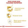 Royal Canin BHN Dachshund Adult Dog 7.5kg