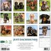 Willow Creek Press, Just Dachshunds 2026 Wall Calendar, 12'' X 12'', 18-Month Calendar with Stapled Binding