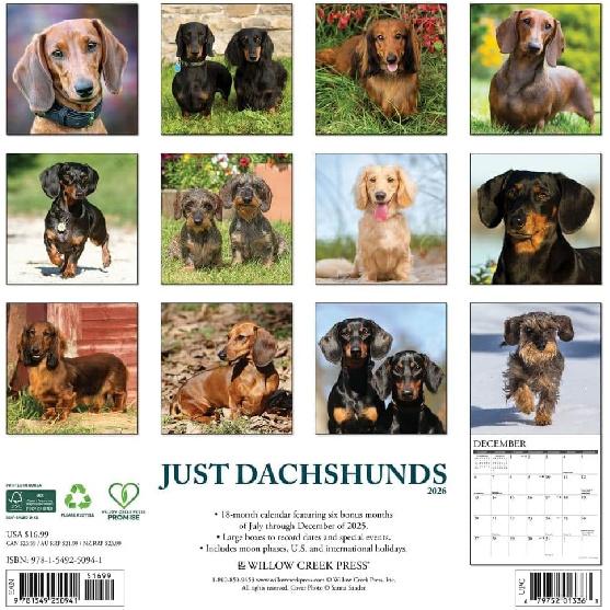 Willow Creek Press, Just Dachshunds 2026 Wall Calendar, 12'' X 12'', 18-Month Calendar with Stapled Binding