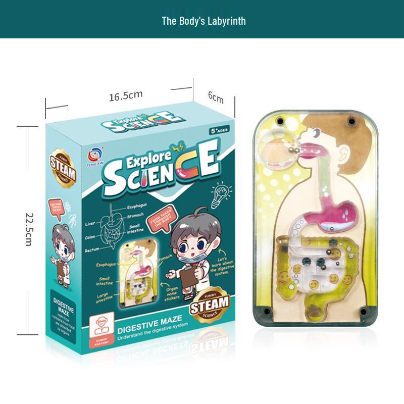 Cross-border Early Education Human Skeleton Model DIY Set for Students