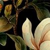 1Pc Magnolia Floral Shower Curtain - Black Background, White Flowers & Green Leaves,71X71 Inch, Polyester, Summer Bathroom Decor