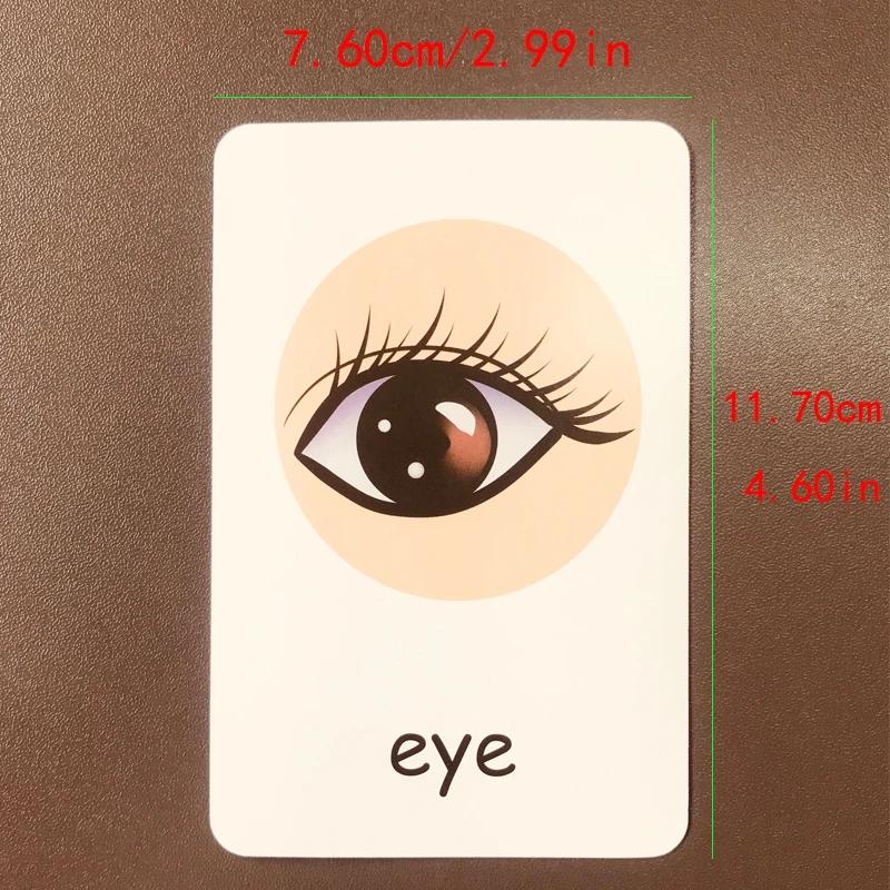 Children Cognition Cards Body Parts Animal Fruits English Word Animal Sheets Color Picture Vegetable Pictures Child Development