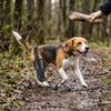 Attelle Réglable pour Patte Arrière de Chien Stabilisateur d'Articulation Bandage de Jambe pour Chien Blessure à la Patte Arrière