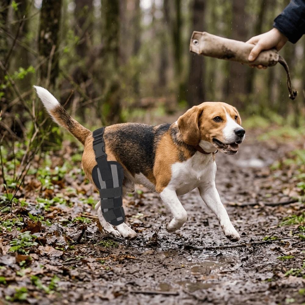 Joint Stabilizing Dog Knee Support Hind Leg Support Pet Recovery Brace  Hind Leg Injury
