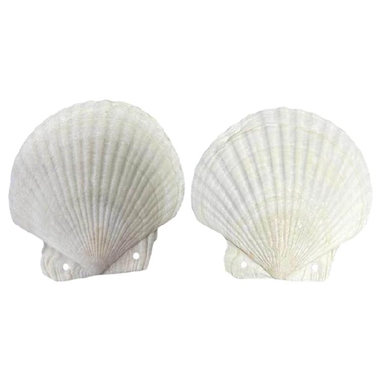 Stationery Notebook Cute Shell Shape Binder Notepad Refillable Notebook Journal Notepads School Office Supplies