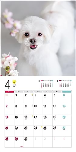 2024 Calendar Maltese (Seibundo Shinkosha Calendar)