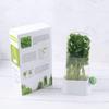 Creative Anti-Crush Fresh-Keeping Box for Vegetables & Cilantro