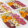 Colorful Real Dry Herbs Set Assorted Dried Flower Bundle Pressed Flower for Creative Scrapbook and Decors