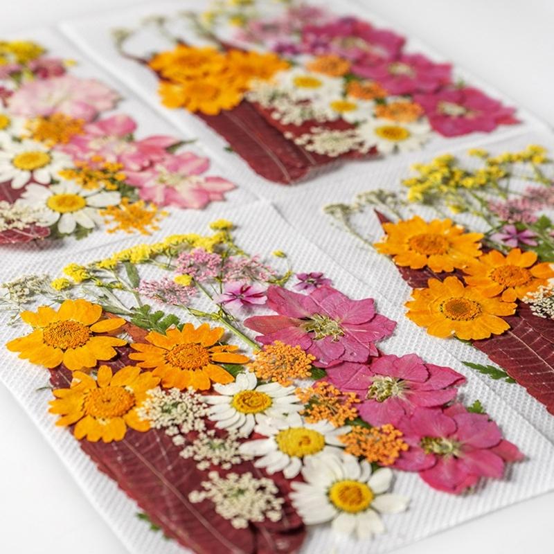 Colorful Real Dry Herbs Set Assorted Dried Flower Bundle Pressed Flower for Creative Scrapbook and Decors