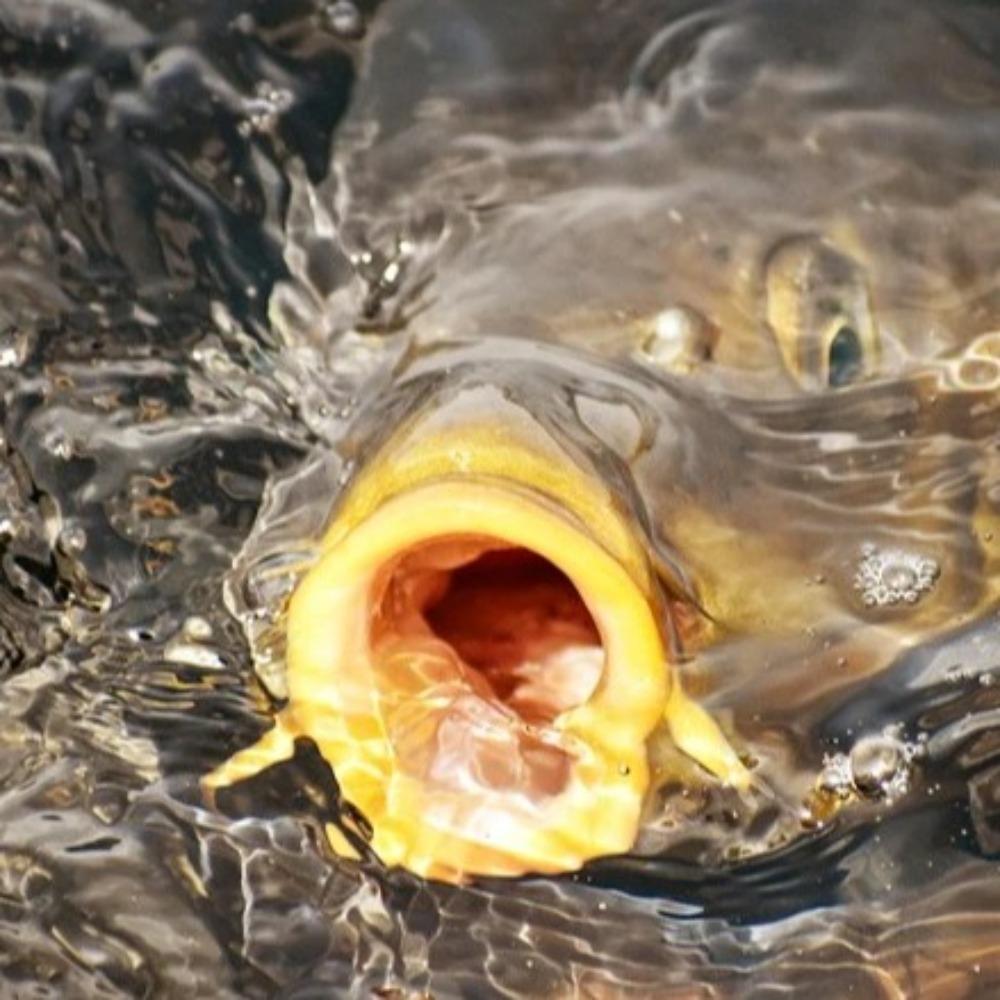 Material Fishmeal Nest Bait Black Pit Easy Fishing Fishing Lure Bottom Nest Material Wild Fishing