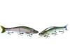 Gan Craft Ayuja JOINTED CLAW Shift 263F Belial Rainbow #RF-03