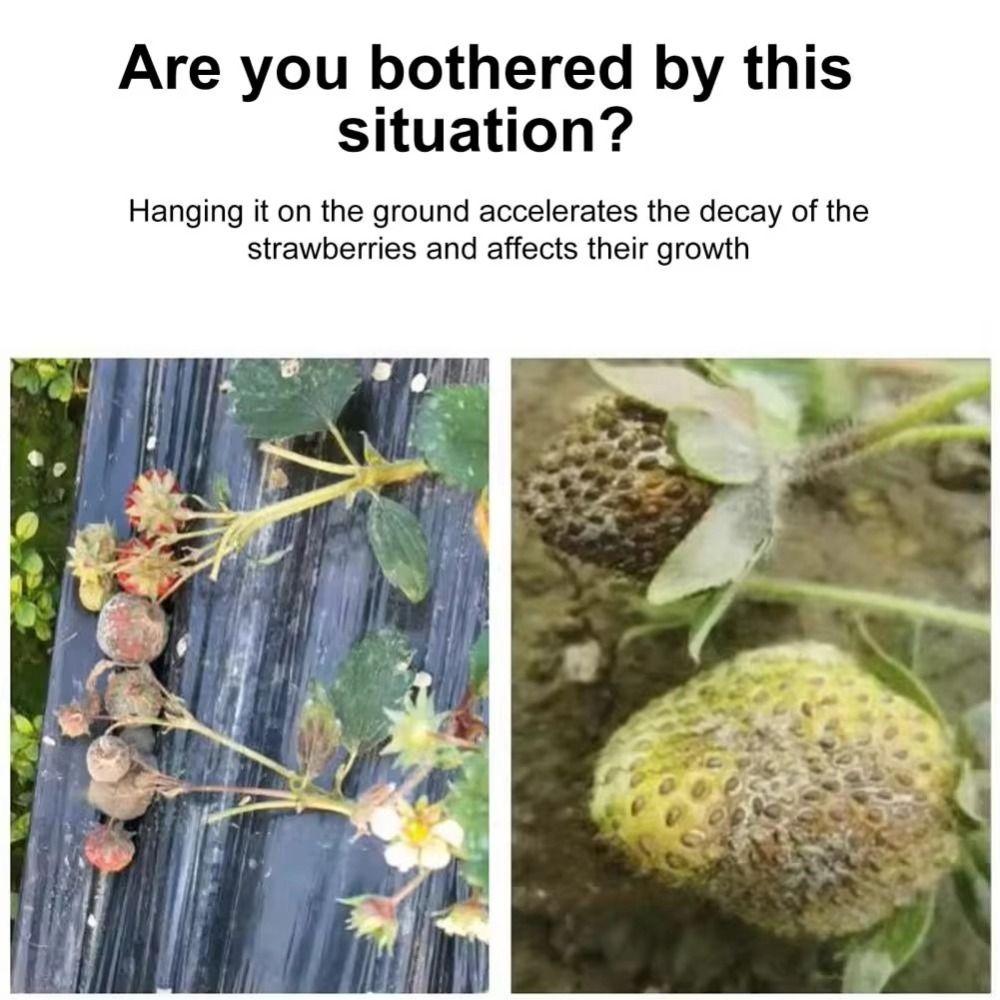 1/3 Stück Runde Pflanzenuntersetzer Ständer zum Schutz von Erdbeeren vor Schimmel, Fäulnis und Schmutz