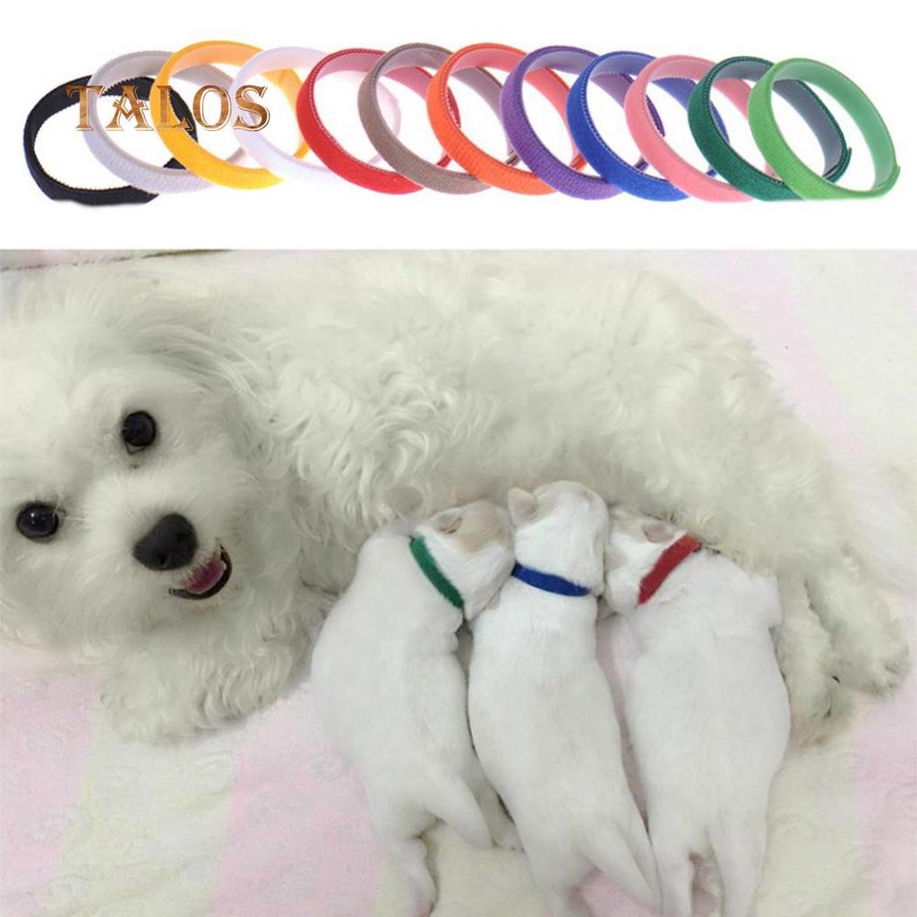 12 bucăți câine mic, pisică, cățeluș, guler de identificare, benzi de identificare, accesorii pentru animale de companie, accesorii pentru animale de companie