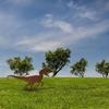Dinosaur Decorative Art Silhouette Metal Animal Silhouette Art Courtyard Decorate