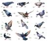 Miniart 1/35 Scale Plastic Model Kit MA38036, Set of 36 Pigeons
