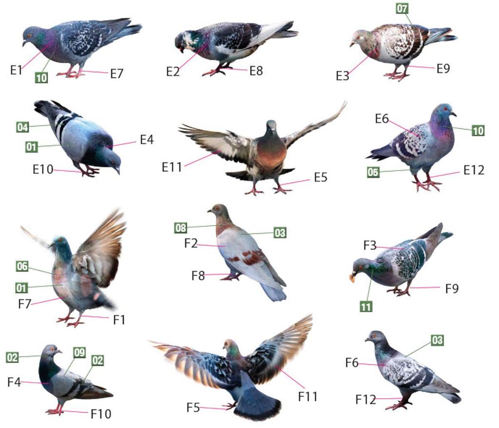 Miniart 1/35 Scale Plastic Model Kit MA38036, Set of 36 Pigeons