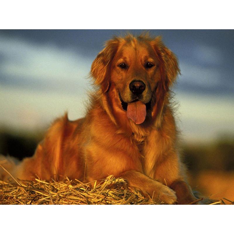 Dog DIY 5D Diamond Painting Dog Full Round Rhinestones Animal Diamond Embroidery Cross Stitch Kit Handmade Gift Home Decor