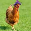 Adjustable Stylish Show Costum Rooster Duck Feather Top Hat Cap for Hens Chicken Hats Pets Supplies