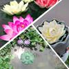 1PCS Lifelike Multi-color Lotus Floating Foam Flowers, Suitable for Ponds and Aquariums, 4-inch Garden Decoration Festival Decor