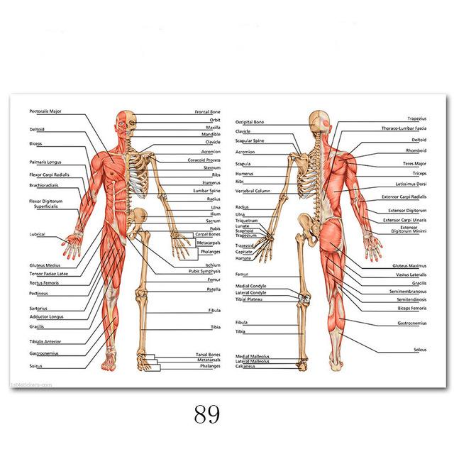 Svalový systém Plakáty Hedvábná tkanina Anatomická tabulka Lidské tělo Škola Lékařská věda Vzdělávací potřeby Domácí dekorace