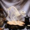 Halloweenská dekorace kočky kostry Hororová plastová kostra koťátka Kostní dekorace s pohyblivou čelistí Krk Ocas pro Halloweenskou párty Domácí dvorní dekorace