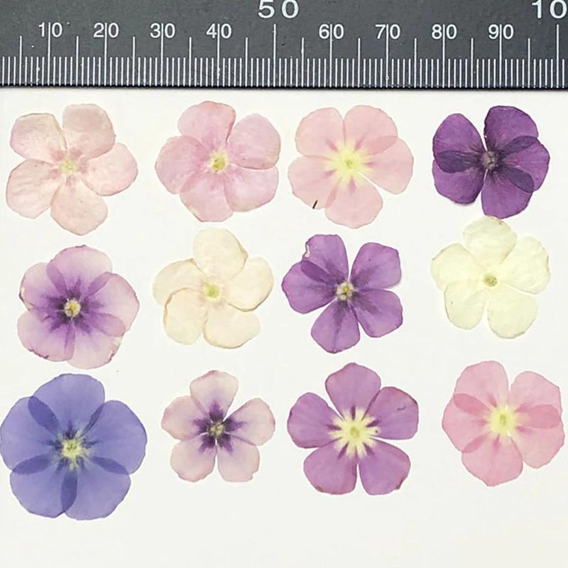 

Real Pressed Flower for Epoxy Phone Case, Small Mixed Color Phlox, DIY, 120PCs, Free Shipping