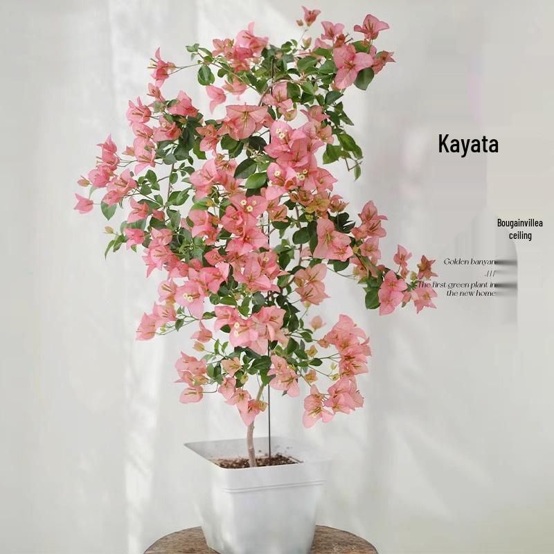 Large Bougainvillea Climbing Plant with Flowers - Indoor/Outdoor Greenery for Balcony and Courtyard