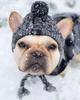 Haustierhut Mops Großer Hund Katze Hund Haustierbedarf Herbst und Winter Wolle Gestrickt Teddy