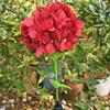 Fairy Hydrangea Light, LED Solar Powered Outdoor Garden Stake Lights  Artificial Hydrangea Flower Light for Path Yard Walkway Patio