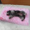 Plush Square Pet Bed - Deep Sleep Sofa for Dogs and Cats