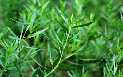 500 Estragonsamen - aromatische Pflanze - Gemüsegartenkraut - nachbaufähige Bauernsamen - Semiwild