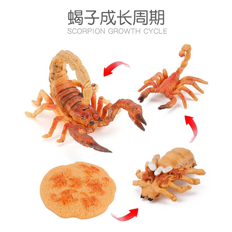Life Cycle Board Montessori Kit Biology Science Education Toys For Kids Sensory Tray Animal Figure Life Cycle Sorting Wooden Toy