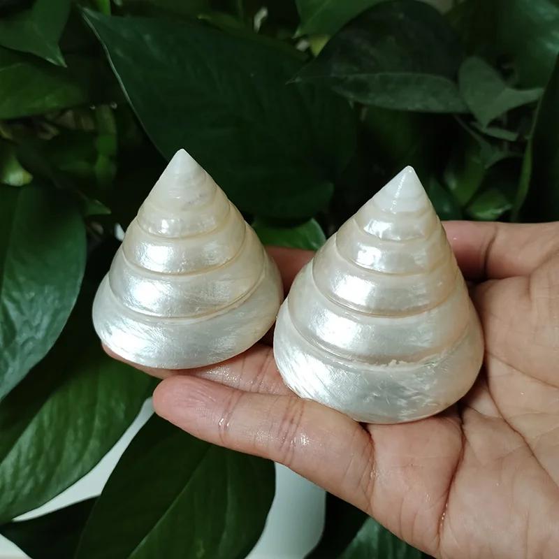 2 Pcs Natural White Pearl Tower Snail Fluorescent Sea Shell Specimen Snail Hermit Crab Fish Tank Aquarium Decoration Kids Gifts