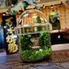 Micro Landscape Moss Glass Bottles Small Glass  Ecological Bottle Green Plant Glass Terrarium Fun Plant Container Desktop Decor