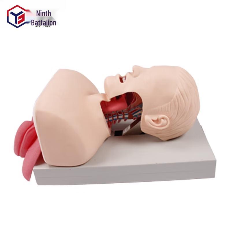 Human Tracheal Intubation Training Model