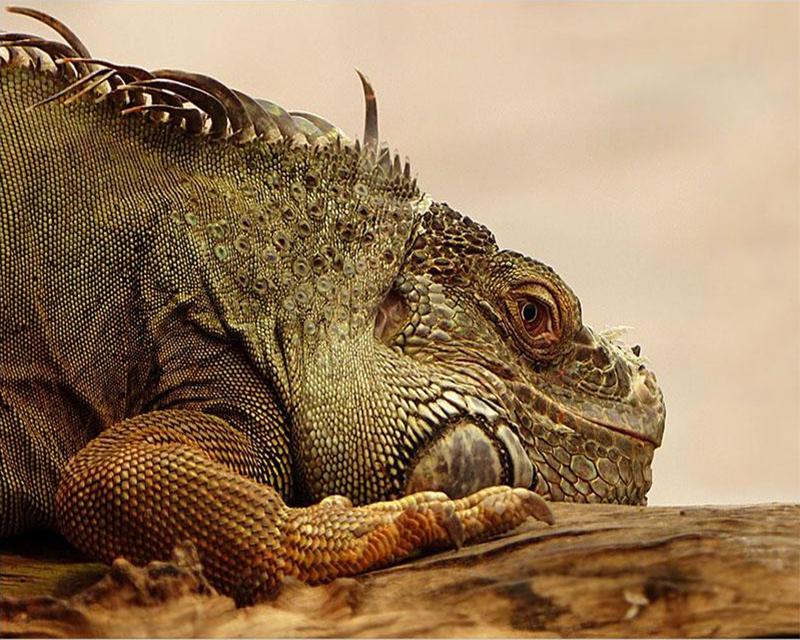 Diamond Painting Swan Woman Fish 5D DIY Diamond Embroidery Sale Landscape Snow Wolf Dog Animal Rhinestones Mosaic Home Decor