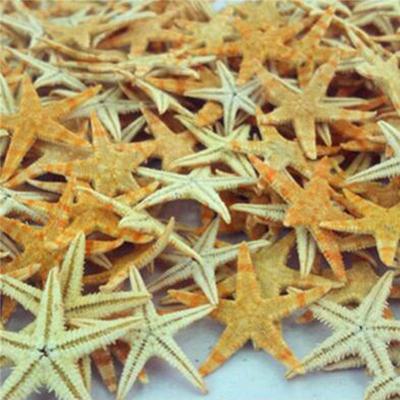 Shell Starfish Home Decoration Micro Landscape Craft Accessories Decoration Ornaments