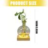 LED Illuminated Hydroponic Glass Vases For Visible Plant Root Growth Display And Ambients Night Light Decoration Home Office