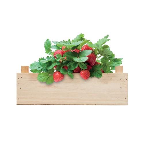MidOcean Wooden Strawberry Seed Growing Kit