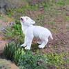 White Wolf Cub Roaring Forest Animal Model - Educational Toy